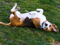 Obedient dog